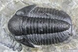 Detailed Gerastos Trilobite Fossil - Morocco #145747-2